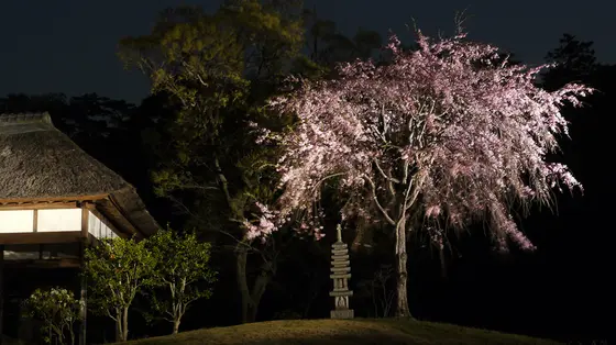 しだれ桜と歴史的建造物