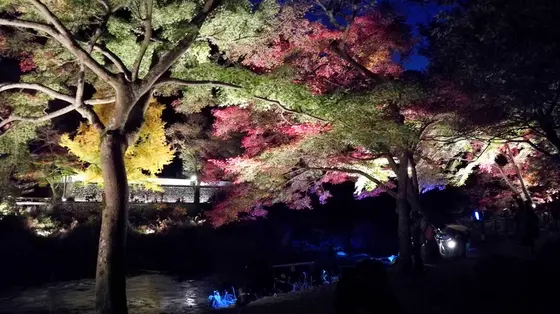 紅葉ライトアップ