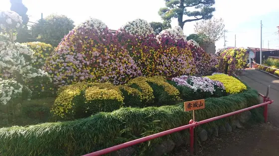その素晴らしい菊を見よ