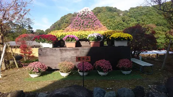 その素晴らしい菊を見よ