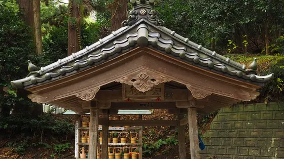 手水舎にハト