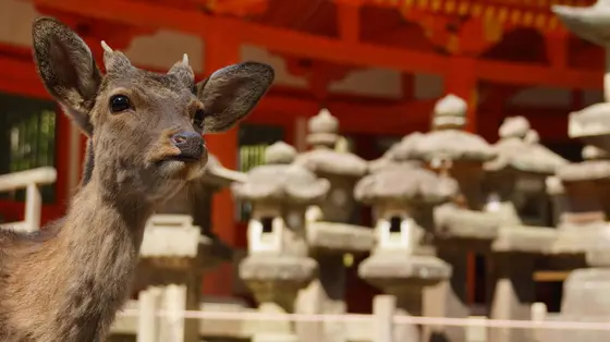 鹿と出会えることも