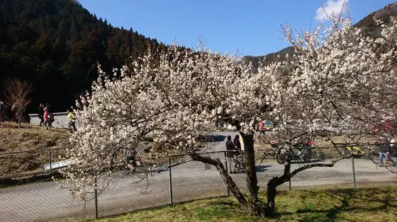 この咲き誇る梅を
