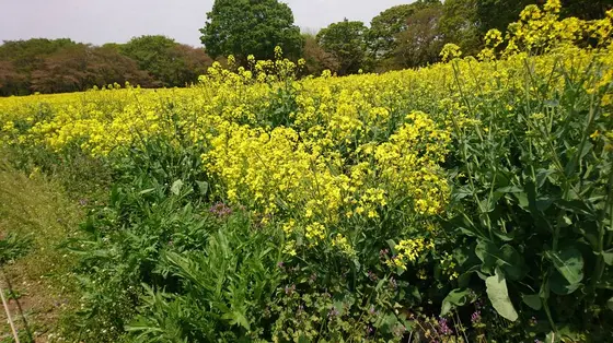 2019/4/21 国立昭和記念公園　FLOWER FESTIVAL2019