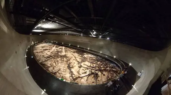 古代樹展示(360°写真)