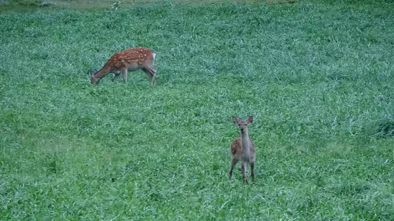 サファリカートツアー