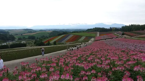 四季彩の丘の風景