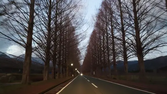 夜のメタセコイア並木　車窓から