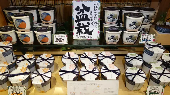 自分で手軽に育てられる盆栽
