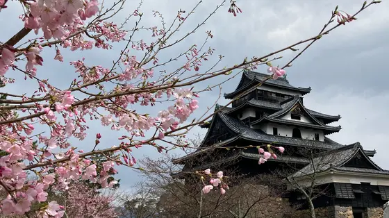 桜と松江城