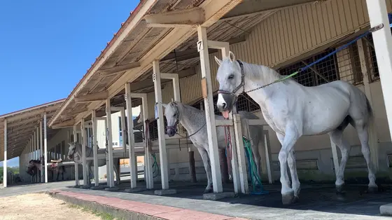 餌やり体験もできます🥕