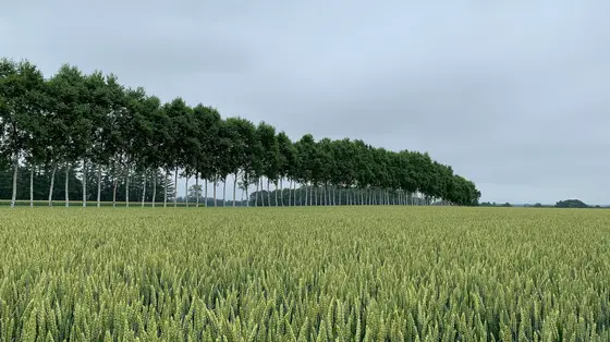 茶色になる直前の小麦！