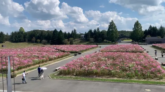 展望台からは壮大なコスモス畑を一気に見ることができます！