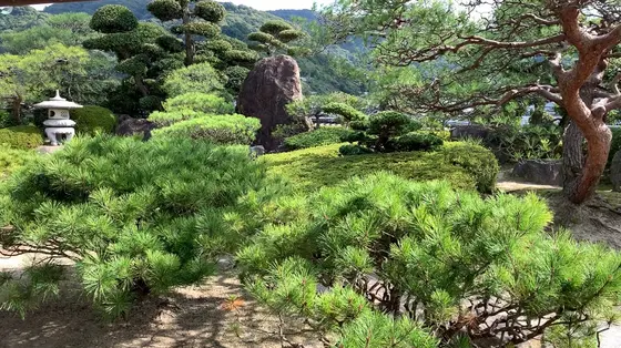 庭