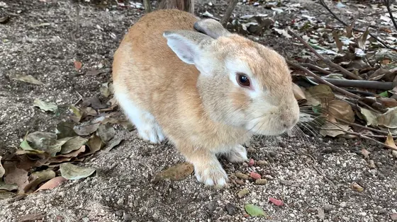至近距離で見ることもできた