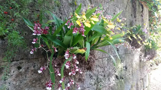 園内の植物