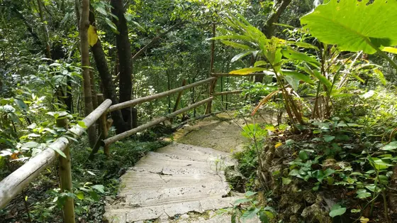 お散歩コース