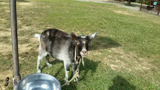 園内の公園