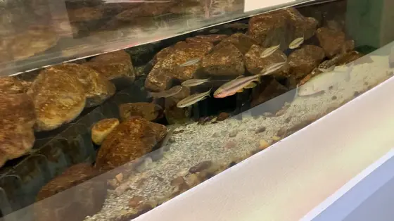 両側に水槽