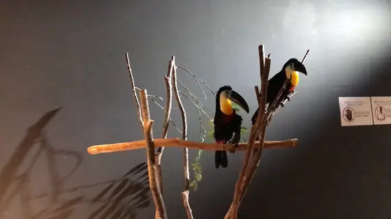 🦜