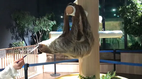 ナマケモノの餌やり体験もできるんだそう！