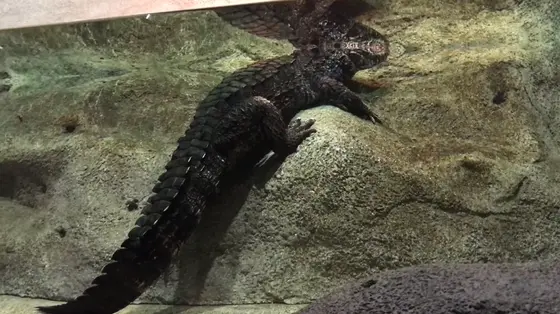 🐊