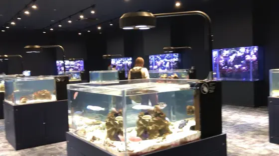1F 『多彩な生物が息づく澄み切った海』