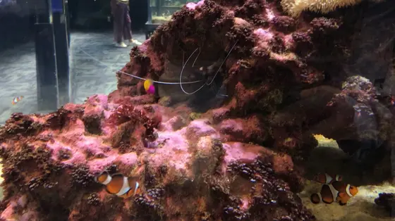 岩陰から伸びているのは、エビのヒゲ？？🤔