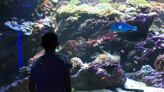 カラフルな魚がいる水槽