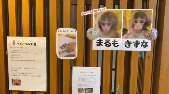 お猿さんの名前
