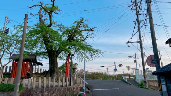 サイカチの巨木