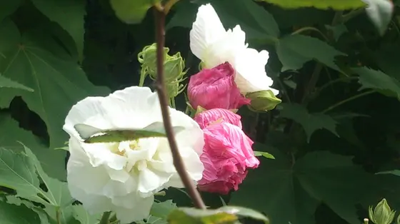 スイフヨウって、そういう意味なんだあ!