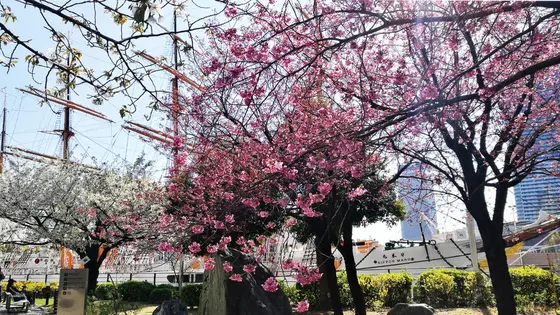 ヨコハマヒザクラとオシマザクラ