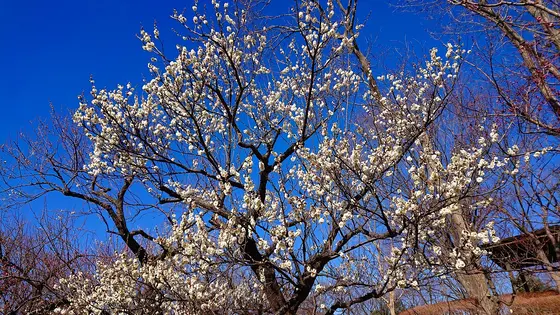 2020/2/9　府中市郷土の森　「梅まつり」