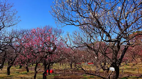2020/2/9　府中市郷土の森　「梅まつり」
