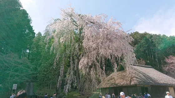こちらが樹齢４００年のシダレザクラ