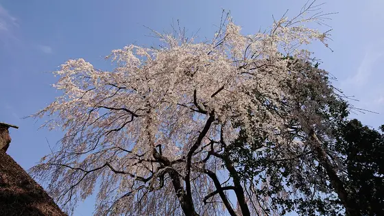 こちらが樹齢４００年のシダレザクラ