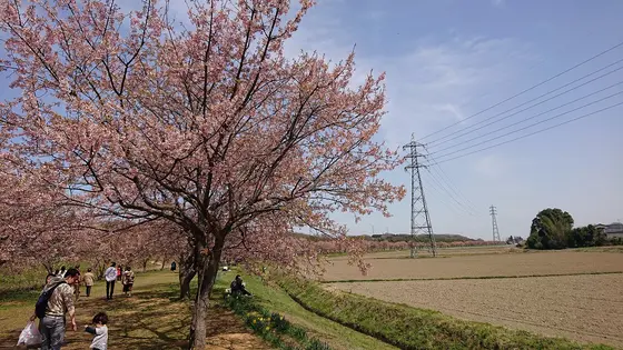 咲き誇る桜を見よ