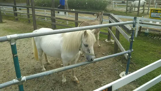 ふれあい動物園