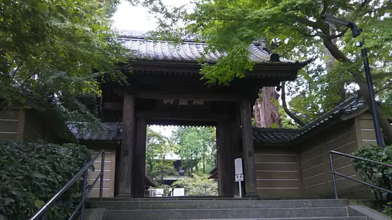白鹿の群れ