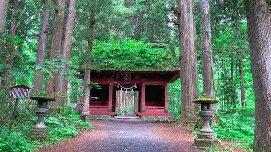 随神門から先は杉並木の参道です