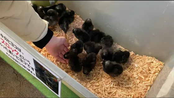 黒いひよこちゃんたち🐣