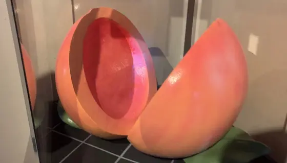 桃の展示❕🍑