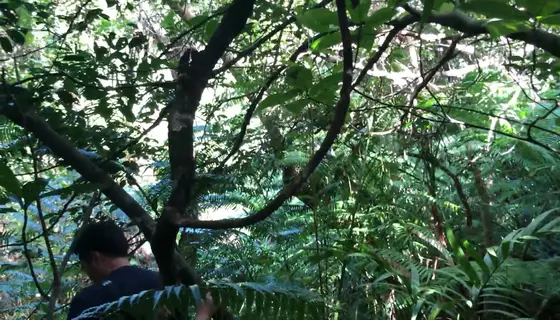 ジャングルの奥を進むと水の音が聞こえてくる！