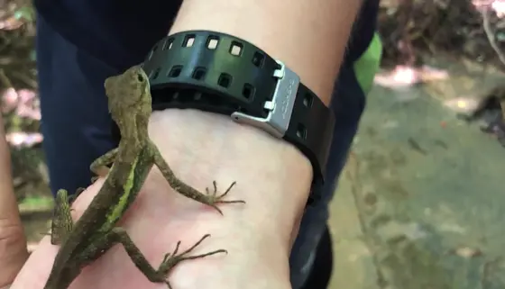 サキシマキノボリトカゲ