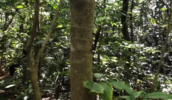 サキシマキノボリトカゲ