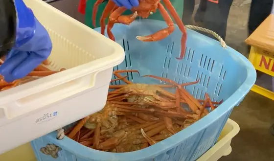 茹でられたカニ🦀
