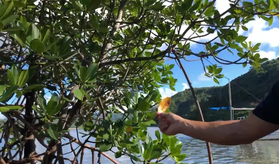 はっぱについて解説🍃