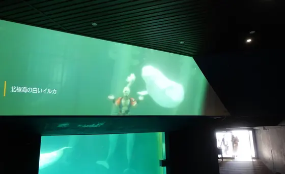 ベルーガ可愛すぎ