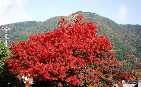 強羅駅周辺の紅葉